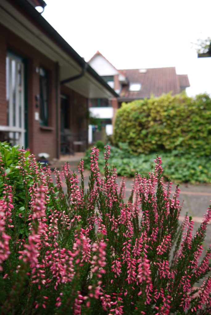 Heideblüte in Soltau