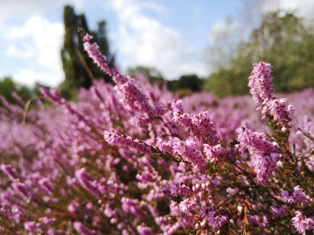 Urlaub in der Lüneburger Heide